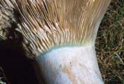 Russula brevipes var acrior